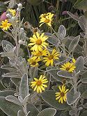 Castlepoint Daisy Brachyglotiss compactus