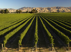 Marlborough